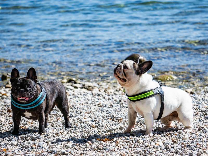 Hunde am Seeufer