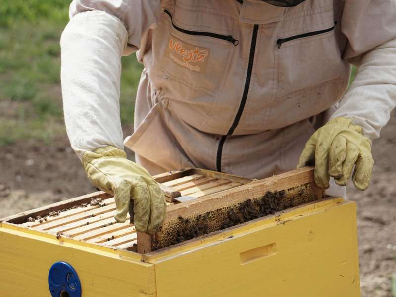 Imker entnimmt einen Bienenstock voller Bienen aus einem Bienenhaus