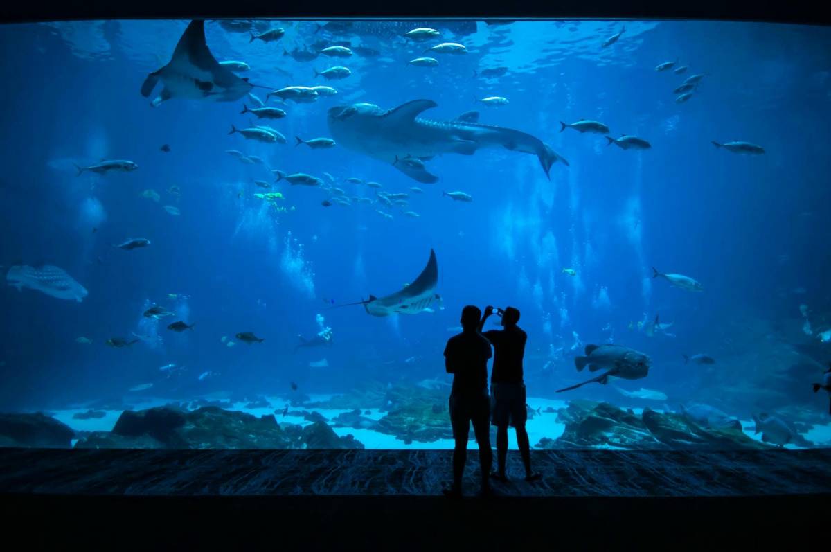 Personen betrachten ein großes Becken in einem Aquarium