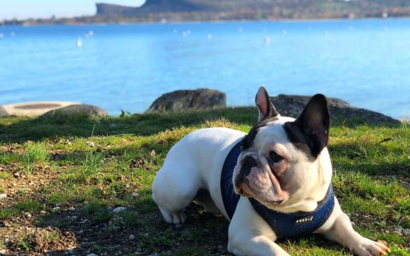 Campingplatz am Gardasee mit Hund
