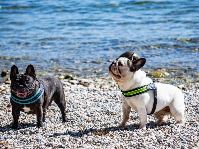 Hunde am Seeufer
