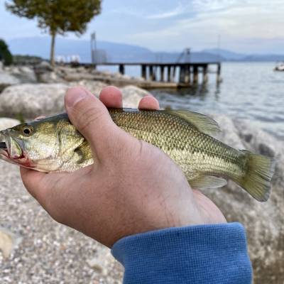 Big mouth bass